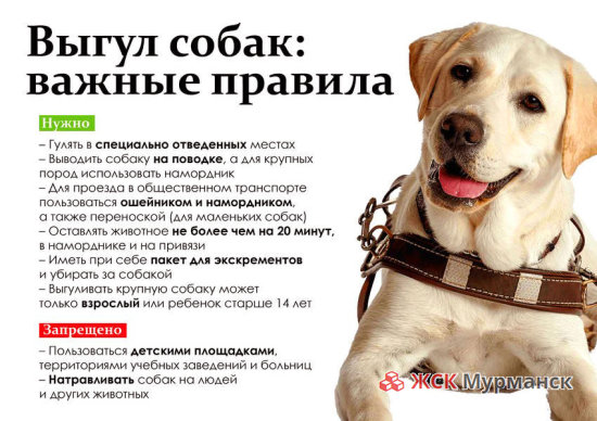 Правила выгула животных в Москве и Московской области